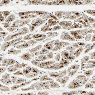 Immunohistochemistry-Paraffin: TEM4 Antibody [NBP1-87862]