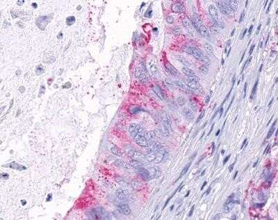 Immunohistochemistry-Paraffin: TEM5/GPR124 Antibody - BSA Free [NLS2171]