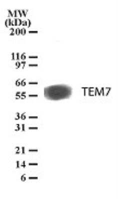 Western Blot: TEM7/PLXDC1 Antibody (197C193 (IM193))BSA Free [NB100-56557]