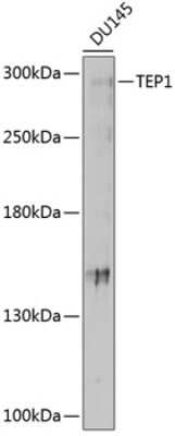 Western Blot: TEP1 AntibodyBSA Free [NBP2-93435]