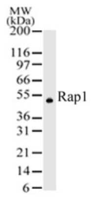 Western Blot: TERF2IP Antibody [NB100-56321]