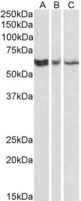 Western Blot: TERF2IP Antibody (78B356.1)Azide and BSA Free [NBP2-80974]