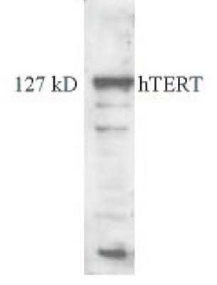 Western Blot: TERT Antibody (2C4)Azide and BSA Free [NBP2-80975]