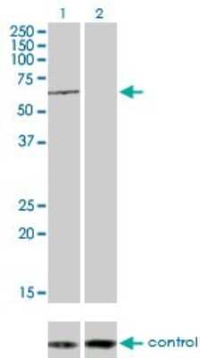 Western Blot: TESK2 Antibody (1A8) [H00010420-M01]