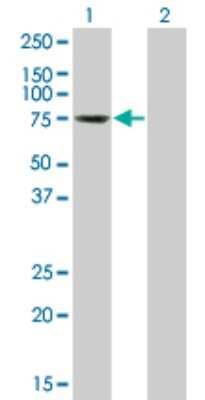 Western Blot: TESK2 Antibody (1A8) [H00010420-M01]