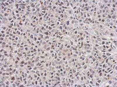 Immunohistochemistry-Paraffin: TET1 Antibody (1462) [NBP2-15135]