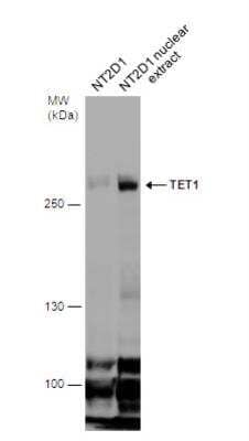 Western Blot: TET1 Antibody (1462) [NBP2-15135]