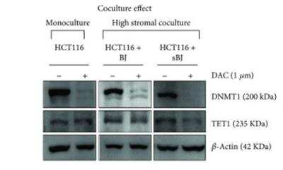 Western Blot: TET1 Antibody (1462) [NBP2-15135]