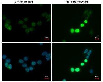 Immunocytochemistry/ Immunofluorescence: TET1 Antibody (1462) [NBP2-15135]