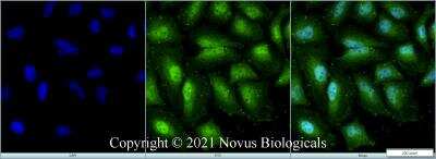 Immunocytochemistry/ Immunofluorescence: TET1 Antibody - BSA Free [NBP3-11863]