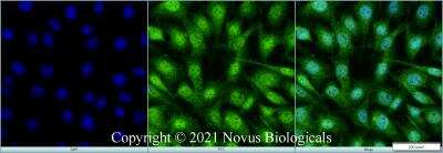 Immunocytochemistry/ Immunofluorescence: TET1 Antibody - BSA Free [NBP3-11863]