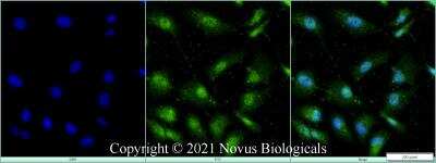 Immunocytochemistry/ Immunofluorescence: TET1 Antibody - BSA Free [NBP3-11863]