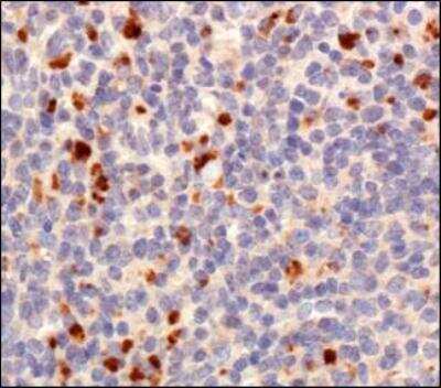 Immunohistochemistry: TET1 Antibody - BSA Free [NBP1-78965]