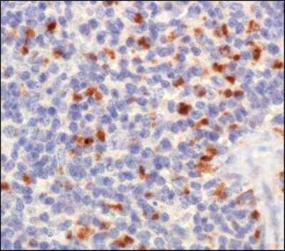 Immunohistochemistry: TET1 Antibody - BSA Free [NBP1-78966]