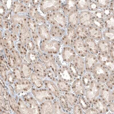 Immunohistochemistry-Paraffin: TET1 Antibody [NBP1-88972]