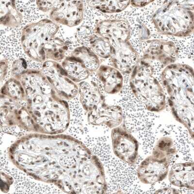Immunohistochemistry-Paraffin: TET1 Antibody [NBP1-88972]