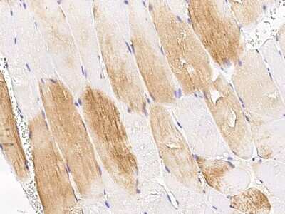 Immunohistochemistry-Paraffin: TET1 Antibody [NBP2-99038]