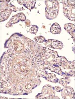 Immunohistochemistry-Paraffin: TET1 Antibody - BSA Free [NBP3-11863]