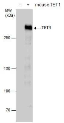 Western Blot: TET1 Antibody [NBP2-19290]