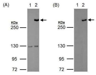 Western Blot: TET1 Antibody [NBP2-19290]