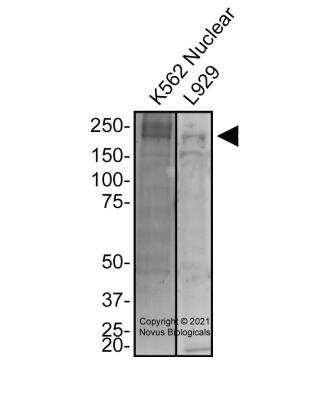 Western Blot: TET1 AntibodyBSA Free [NBP3-11863]