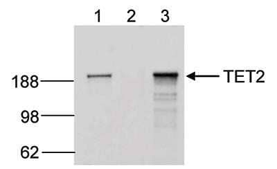 Immunoprecipitation: TET2 Antibody (C.15200179) [NBP2-59256]