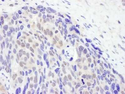 Immunohistochemistry-Paraffin: TET2 Antibody [NBP2-32104]