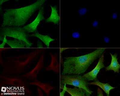 Immunocytochemistry/ Immunofluorescence: TET3 Antibody - BSA Free [NBP2-59669]