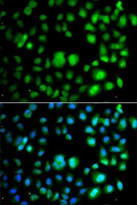 Immunocytochemistry/ Immunofluorescence: TET3 Antibody - BSA Free [NBP3-04740]