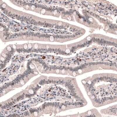 Immunohistochemistry-Paraffin: TET3 Antibody [NBP2-13427]