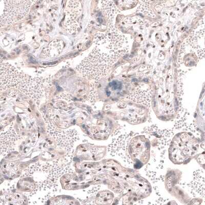 Immunohistochemistry-Paraffin: TET3 Antibody [NBP2-13427]