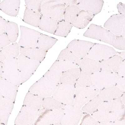 Immunohistochemistry-Paraffin: TET3 Antibody [NBP2-13427]