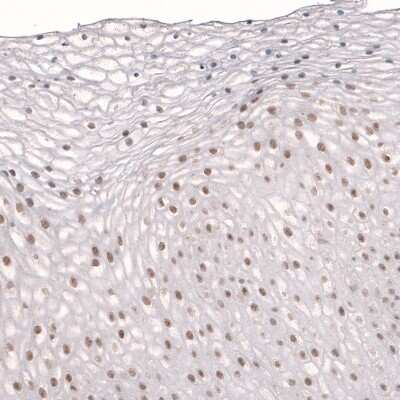 Immunohistochemistry-Paraffin: TET3 Antibody [NBP2-13427]