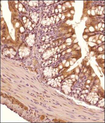 Immunohistochemistry-Paraffin: TET3 Antibody - BSA Free [NBP2-59669]