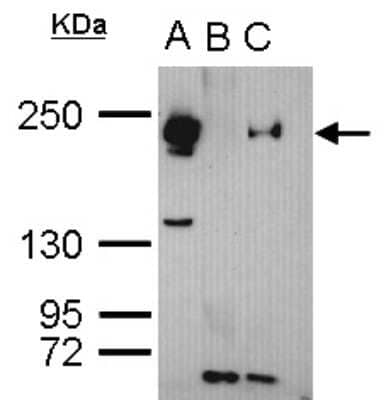Immunoprecipitation: TET3 Antibody [NBP2-20602]