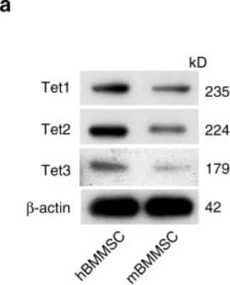 Western Blot: TET3 Antibody [NBP2-20602]