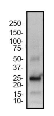 Western Blot: TET3 AntibodyBSA Free [NBP2-59669]