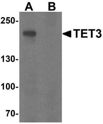 Western Blot: TET3 AntibodyBSA Free [NBP2-82066]