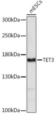 Western Blot: TET3 AntibodyAzide and BSA Free [NBP2-93429]