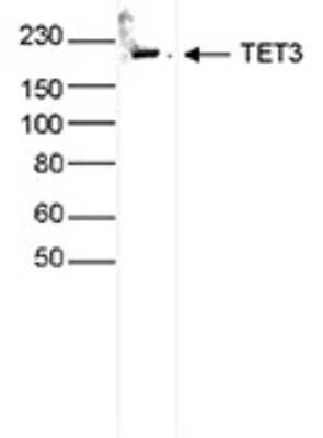 Western Blot: TET3 Antibody [NBP3-18691]