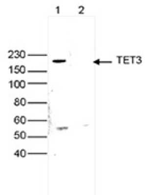 Western Blot: TET3 Antibody [NBP3-18691]