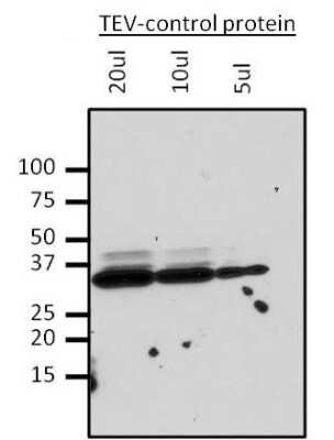 Western Blot: TEV Protease Antibody (9A10-4C3) [NBP2-29909]