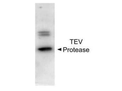 Western Blot: TEV Protease Antibody [NBP1-97669]