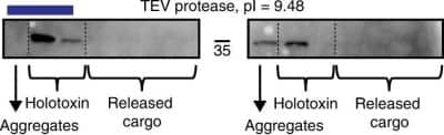 Western Blot: TEV Protease Antibody [NBP1-97669]