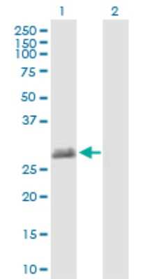 Western Blot: TEX101 Antibody [H00083639-B01P]