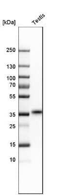 Western Blot: TEX101 Antibody [NBP1-84357]