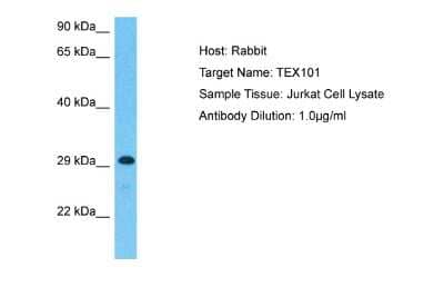 Western Blot: TEX101 Antibody [NBP2-88430]