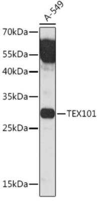 Western Blot: TEX101 AntibodyAzide and BSA Free [NBP2-94471]