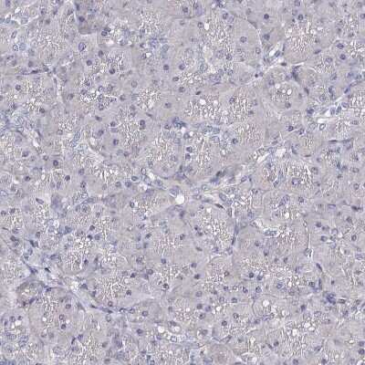 Immunohistochemistry-Paraffin: TEX12 Antibody [NBP1-90989]