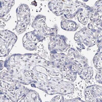 Immunohistochemistry-Paraffin: TEX12 Antibody [NBP1-90989]